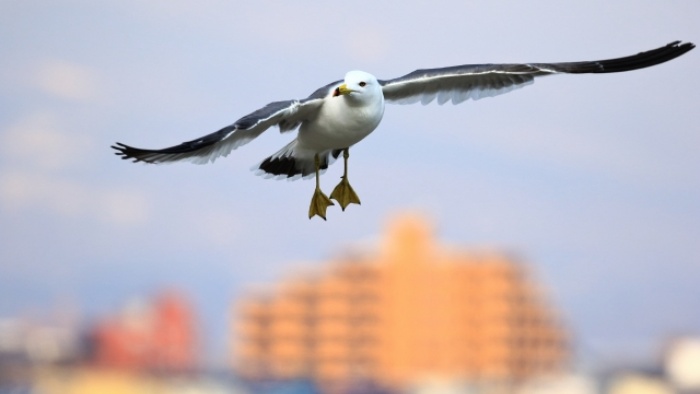 東京都墨田区マンション情報 - 東京都区部 城北・城東エリアの  