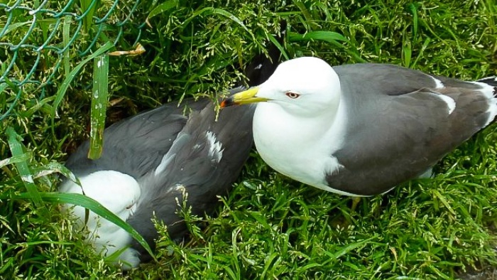 東京都墨田区マンション情報 - 東京都区部 城北・城東エリアの  